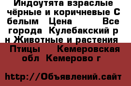 Индоутята взраслые чёрные и коричневые С белым › Цена ­ 450 - Все города, Кулебакский р-н Животные и растения » Птицы   . Кемеровская обл.,Кемерово г.